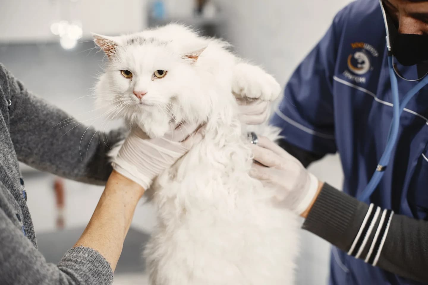 A veterinarian examining a white cat