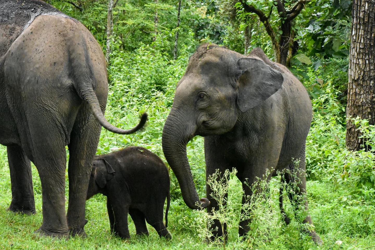 Asian elephants together in a forest in Ooty, India